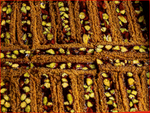 Ottoman Kadayif (POMEGRANATE) (S BOX)