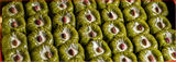 Pistachio Padishah Baklava - XL size Metal Box  Appr. 2100 Gr